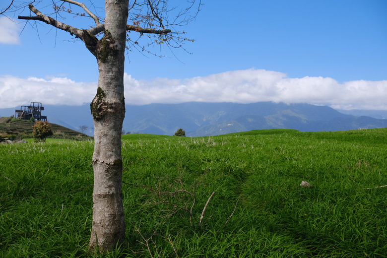點我看大圖 【萬人山】花蓮最美登山口小百岳 | 六十石山金針園區內