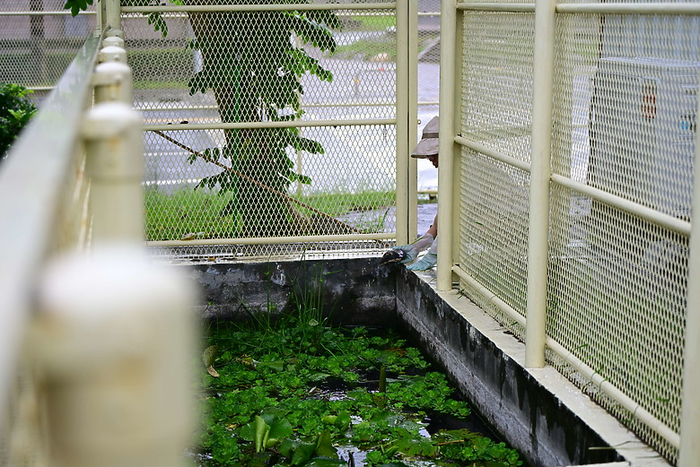 以朋友所送的兩隻西非側頸龜，開箱70-180mm F2.8，Z8帶子脫落，所以由Z6III拍。