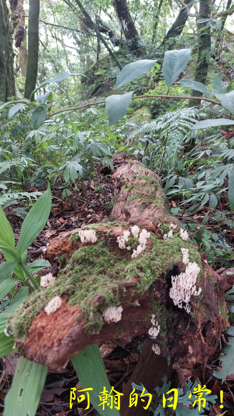 [郊山走走] 一個人的山林｜走走三山一峰的烏來三山