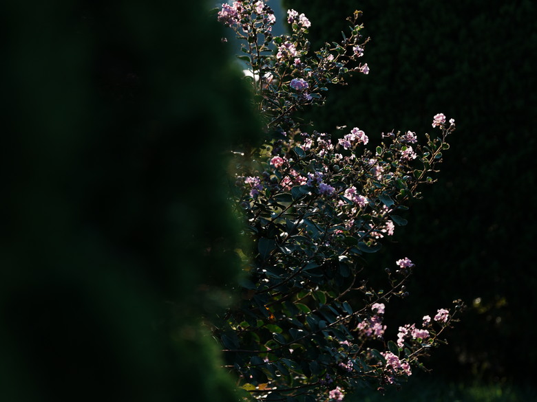 Sigma 17-70mm f2.8-4(三代鏡)老鏡配新機SONY A6700