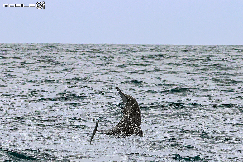 我的R7＋RF100-500mm鏡頭下的鐵鳥、海鳥、海豚@花蓮