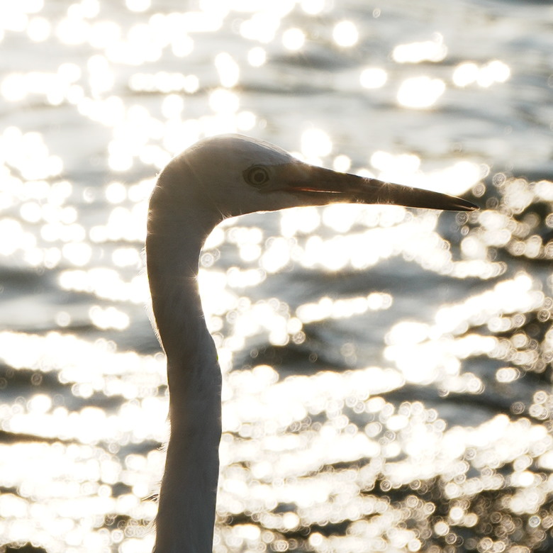 Sigma 17-70mm f2.8-4(三代鏡)老鏡配新機SONY A6700