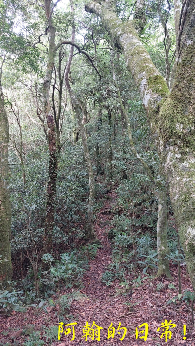 [郊山走走] 一個人的山林｜走走三山一峰的烏來三山