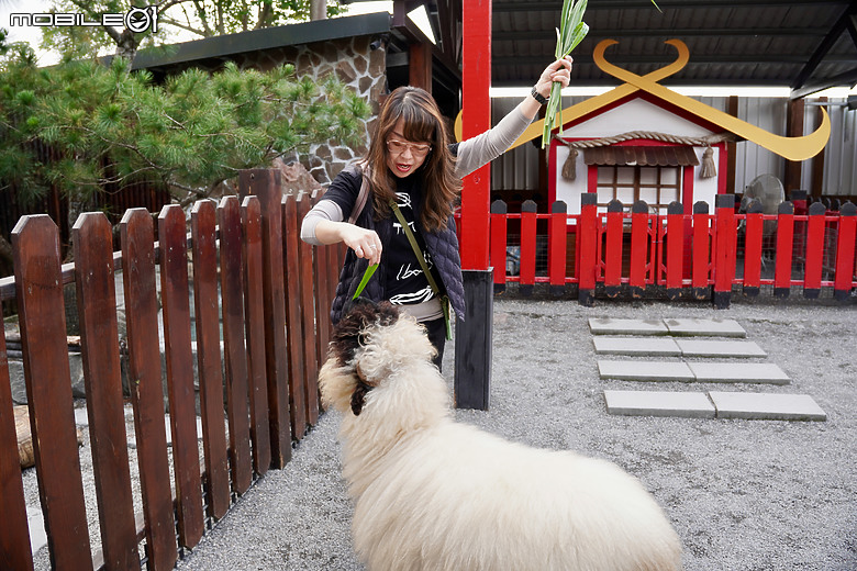 宜蘭輕旅行 - 遇見水豚君 @ 張美阿嬤農場 宜蘭威斯汀度假酒店