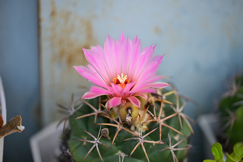 以朋友所送的兩隻西非側頸龜，開箱70-180mm F2.8，Z8帶子脫落，所以由Z6III拍。
