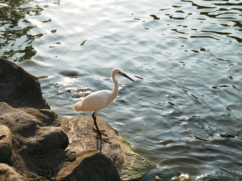 Sigma 17-70mm f2.8-4(三代鏡)老鏡配新機SONY A6700