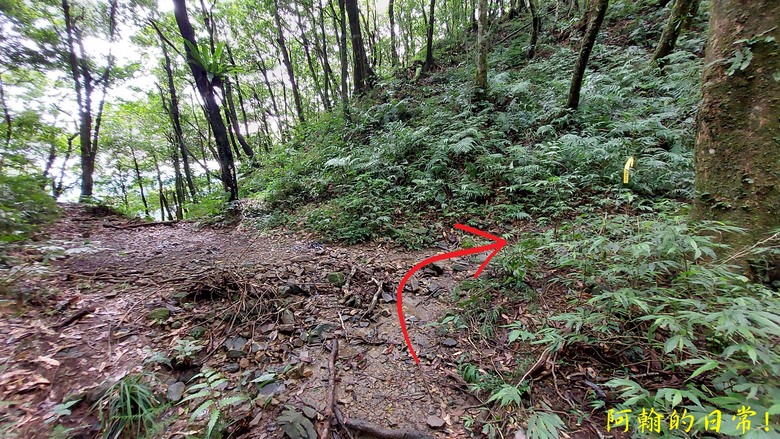 [郊山走走] 一個人的山林｜走走三山一峰的烏來三山