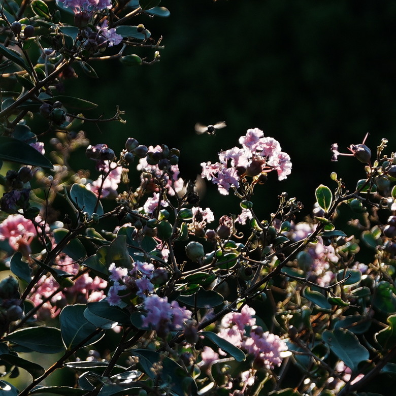 Sigma 17-70mm f2.8-4(三代鏡)老鏡配新機SONY A6700