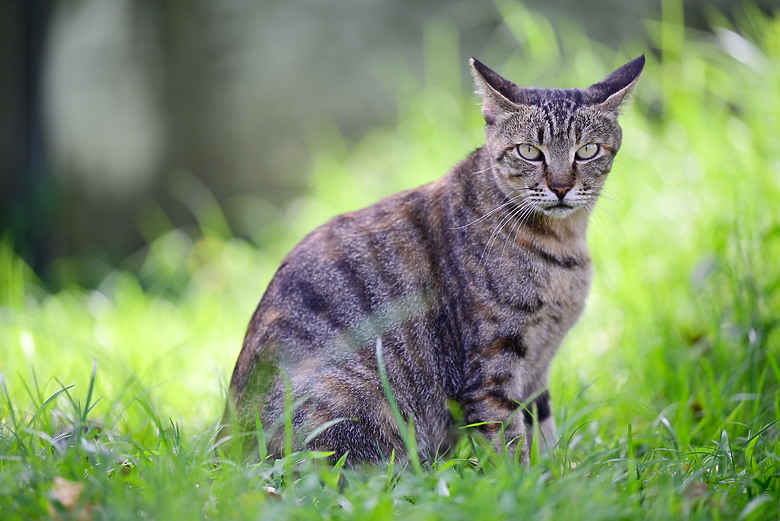 以朋友所送的兩隻西非側頸龜，開箱70-180mm F2.8，Z8帶子脫落，所以由Z6III拍。