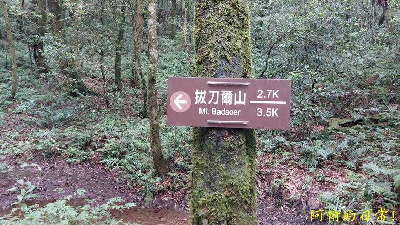 [郊山走走] 一個人的山林｜走走三山一峰的烏來三山