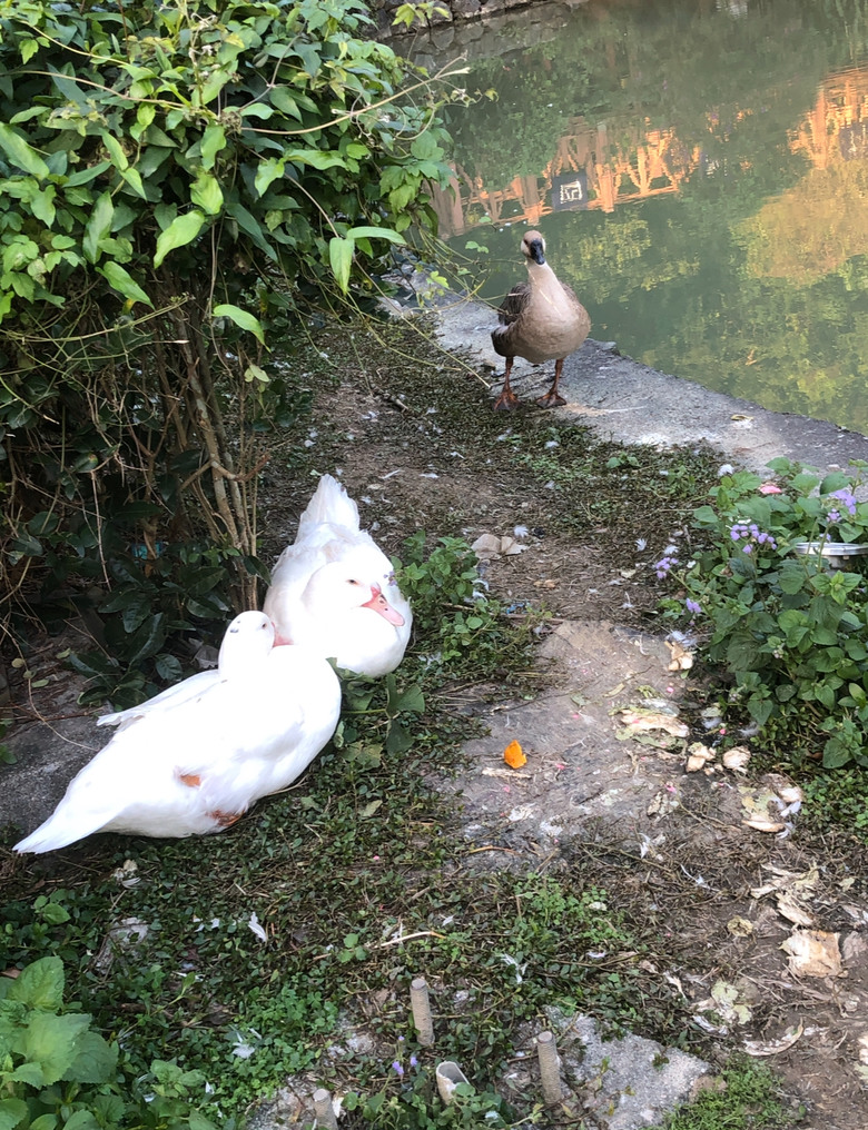 點我看大圖