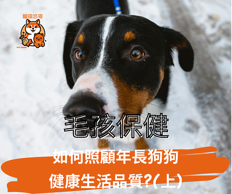毛孩保健 如何照顧年長狗狗健康生活品質?