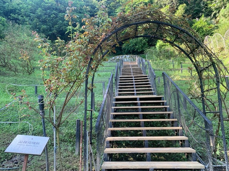 點我看大圖 七里香玫瑰森林花園,一年四季都有不同的風情,走走步道呼吸芬多精,春秋兩季有玫瑰花海可欣賞