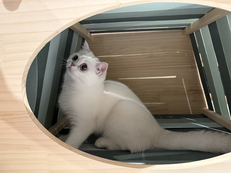 組裝簡單又好看! PETSFIT Modern Style Wood Cat House with Soft Mat 貓屋開箱