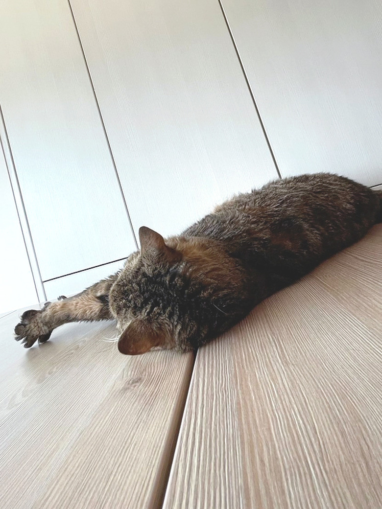 家裡愛吃飼料的主子