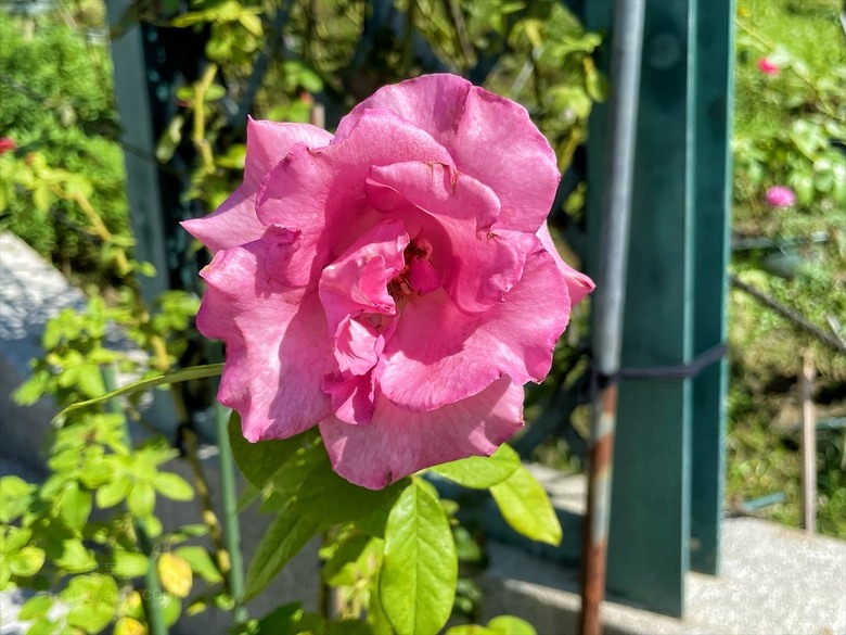 點我看大圖 七里香玫瑰森林花園,一年四季都有不同的風情,走走步道呼吸芬多精,春秋兩季有玫瑰花海可欣賞