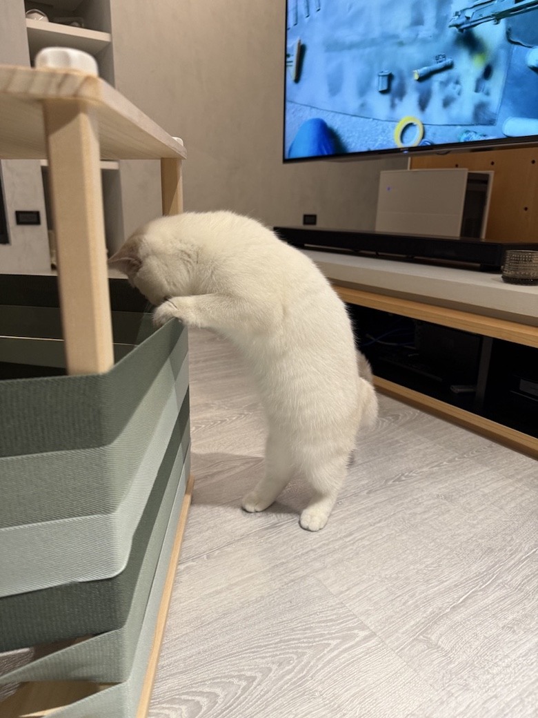 組裝簡單又好看! PETSFIT Modern Style Wood Cat House with Soft Mat 貓屋開箱