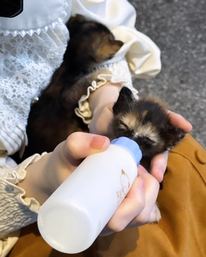帶著小奶貓，跑了半個台灣😺🍼
