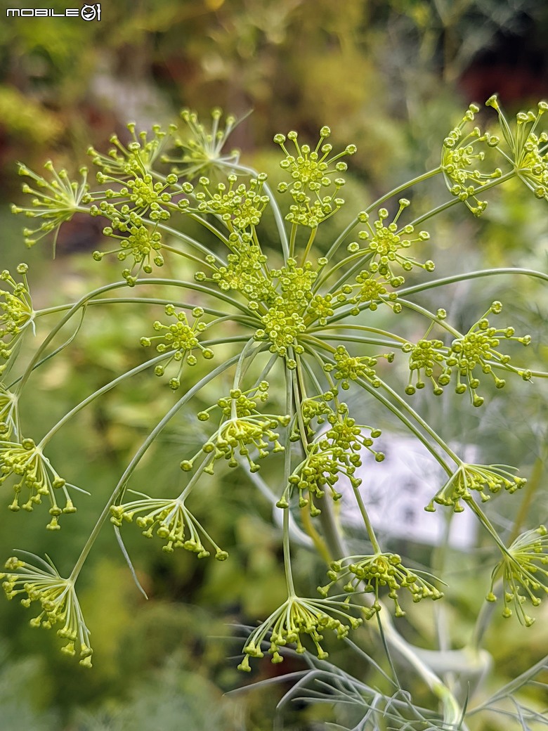 長筒黃梔花+胡枝子.... 台南市歸仁區七甲花卉區 10/26
