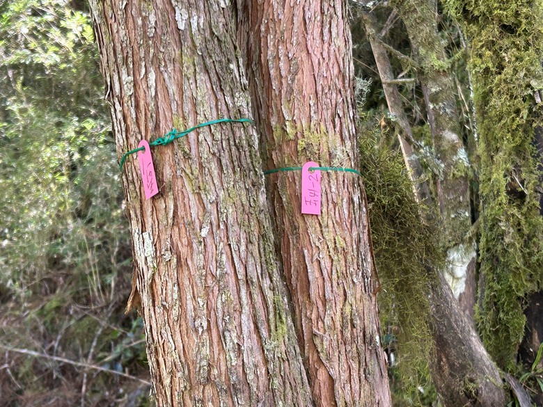 登麟趾山 朝聖台灣之巔玉山