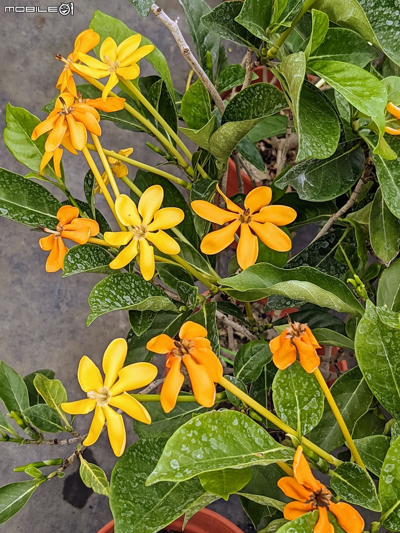長筒黃梔花+胡枝子.... 台南市歸仁區七甲花卉區 10/26