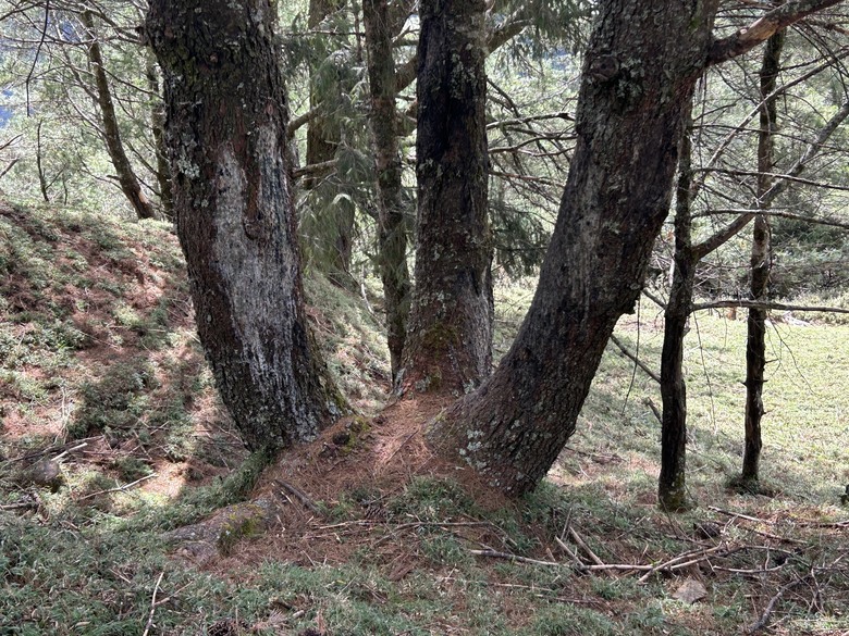 登麟趾山 朝聖台灣之巔玉山