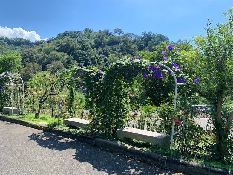 點我看大圖 七里香玫瑰森林花園,一年四季都有不同的風情,走走步道呼吸芬多精,春秋兩季有玫瑰花海可欣賞
