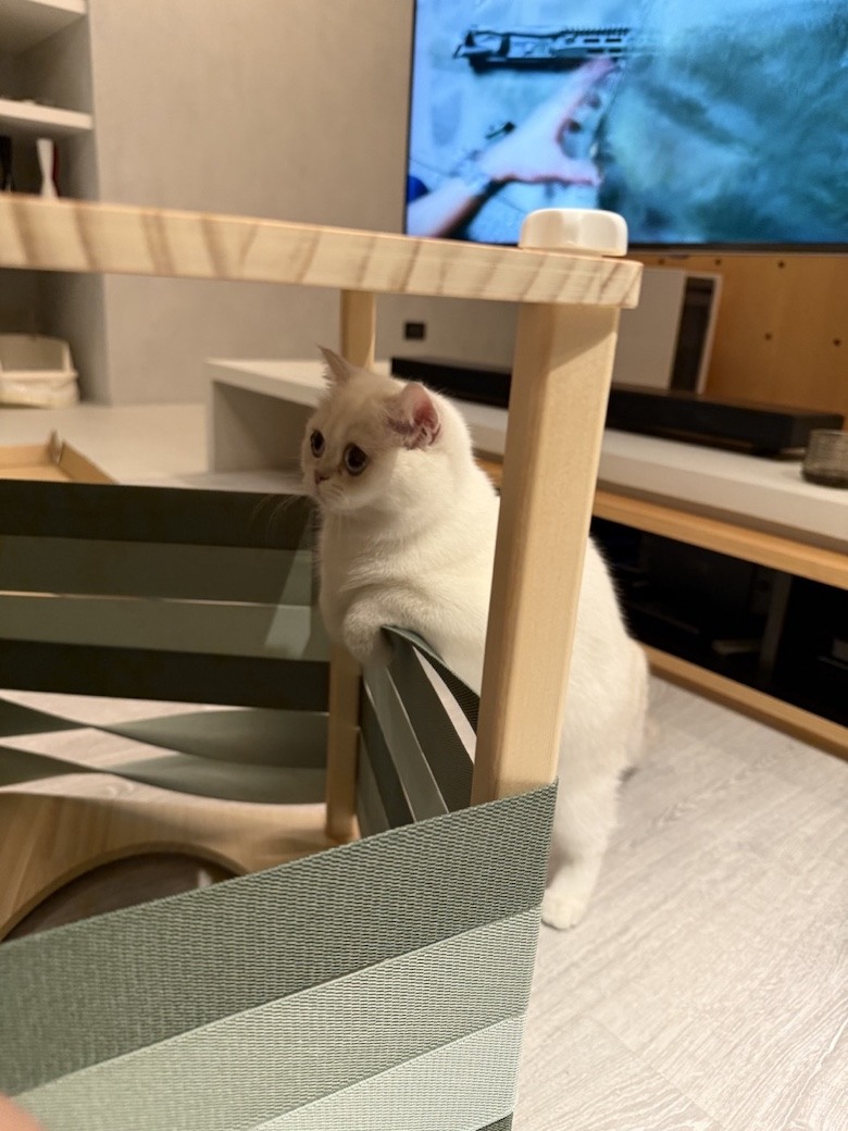 組裝簡單又好看! PETSFIT Modern Style Wood Cat House with Soft Mat 貓屋開箱