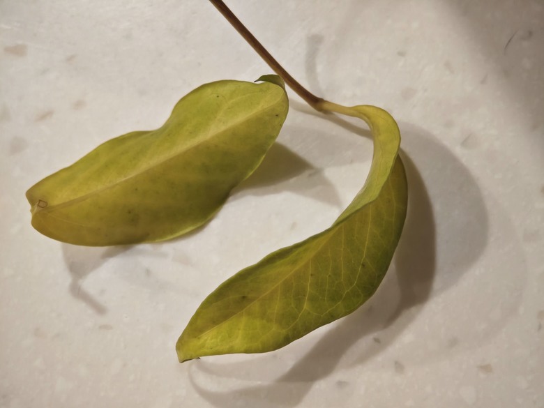幌傘楓 (旺旺樹)放室內 樹葉變金黃 (楊桃色) 怎麼辦呢