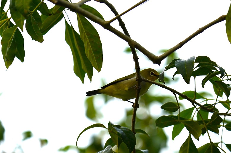 點我看大圖 【美濃湖環湖散步與賞鳥拍鳥紀錄】 - SONY G FE 200-600mm F5.6-6.3 G & ZEISS SFL , Victory Pocket