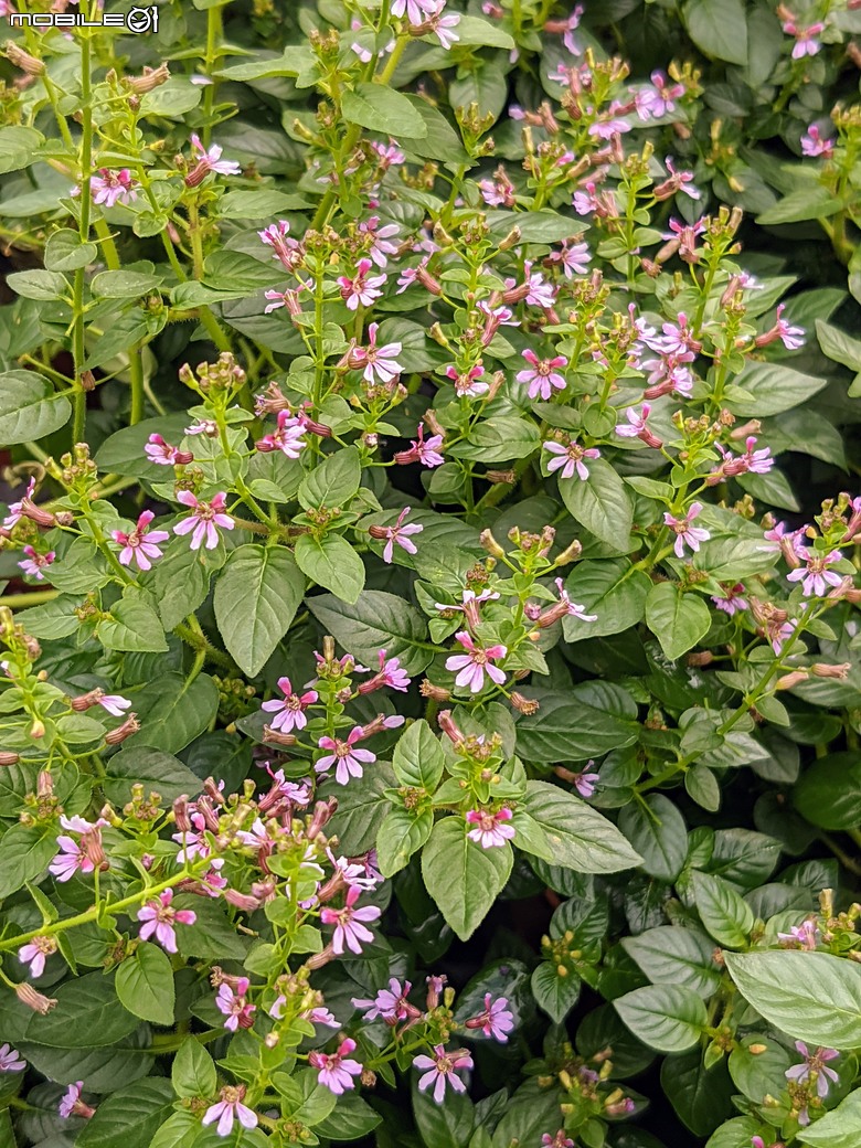 長筒黃梔花+胡枝子.... 台南市歸仁區七甲花卉區 10/26