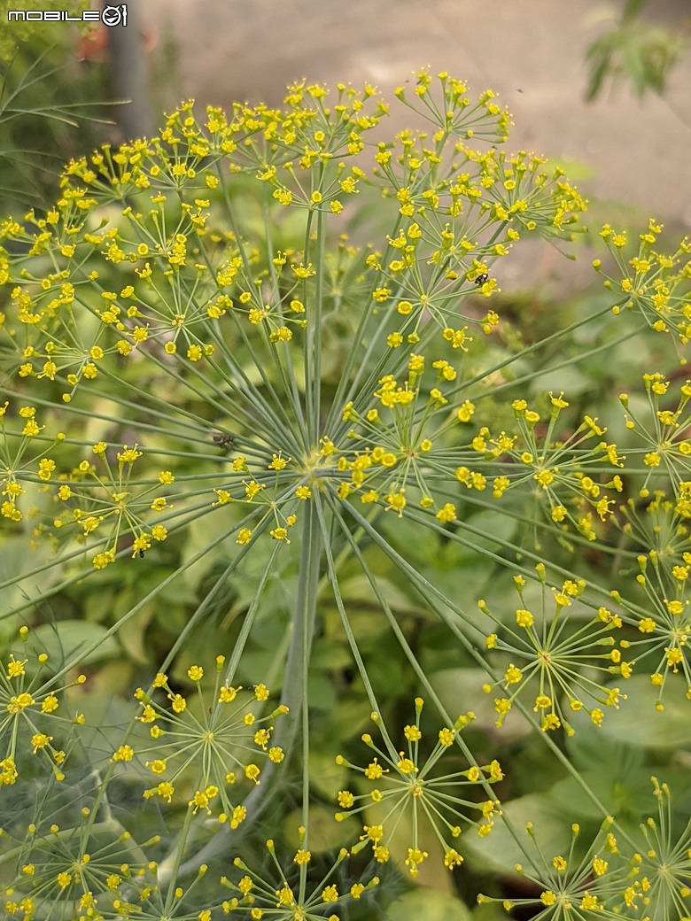 長筒黃梔花+胡枝子.... 台南市歸仁區七甲花卉區 10/26
