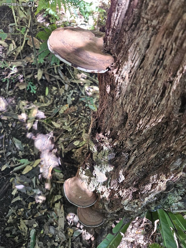 外鳥嘴+那結山O繞~山林溪水滿滿芬多精