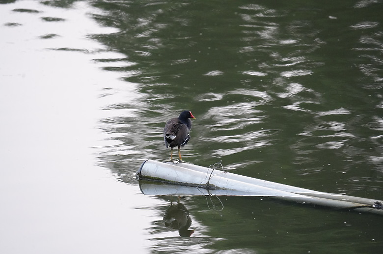 點我看大圖 【美濃湖環湖散步與賞鳥拍鳥紀錄】 - SONY G FE 200-600mm F5.6-6.3 G & ZEISS SFL , Victory Pocket