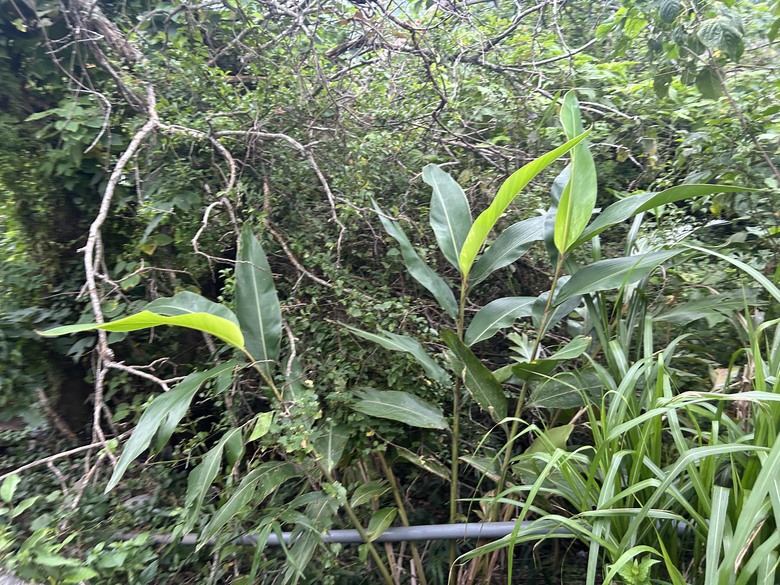 登山健行最親民的知本白玉瀑布