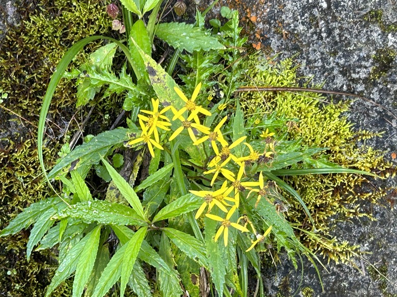登麟趾山 朝聖台灣之巔玉山