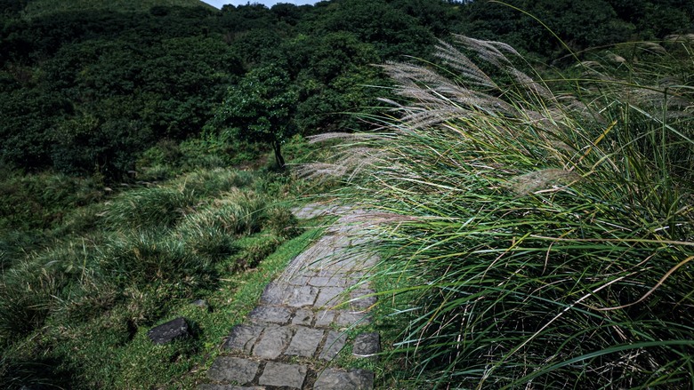 2024陽明山芒草季：漫遊頂山石梯嶺，秋日芒花的夢幻旅程！