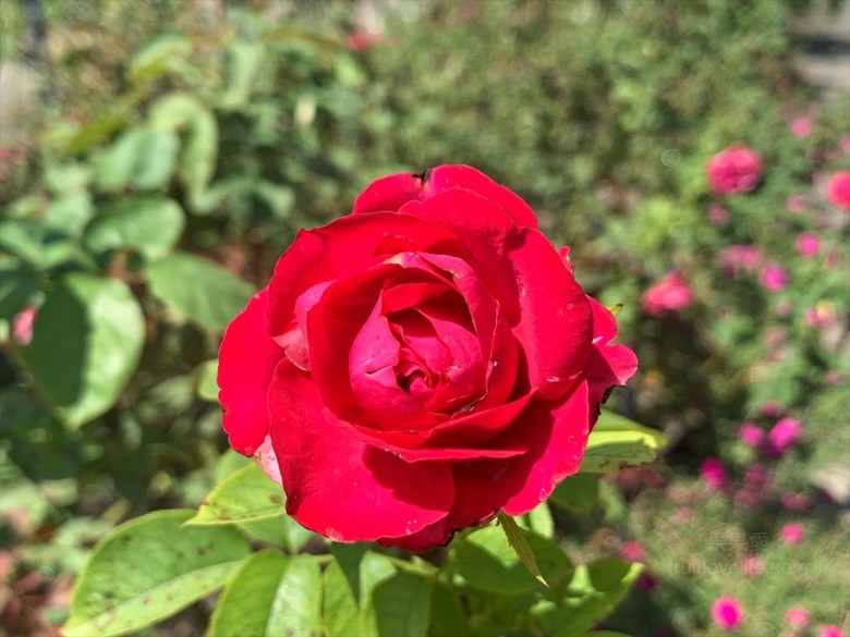 點我看大圖 七里香玫瑰森林花園,一年四季都有不同的風情,走走步道呼吸芬多精,春秋兩季有玫瑰花海可欣賞