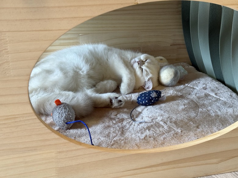 組裝簡單又好看! PETSFIT Modern Style Wood Cat House with Soft Mat 貓屋開箱