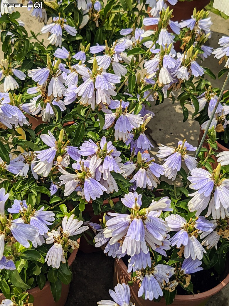 長筒黃梔花+胡枝子.... 台南市歸仁區七甲花卉區 10/26