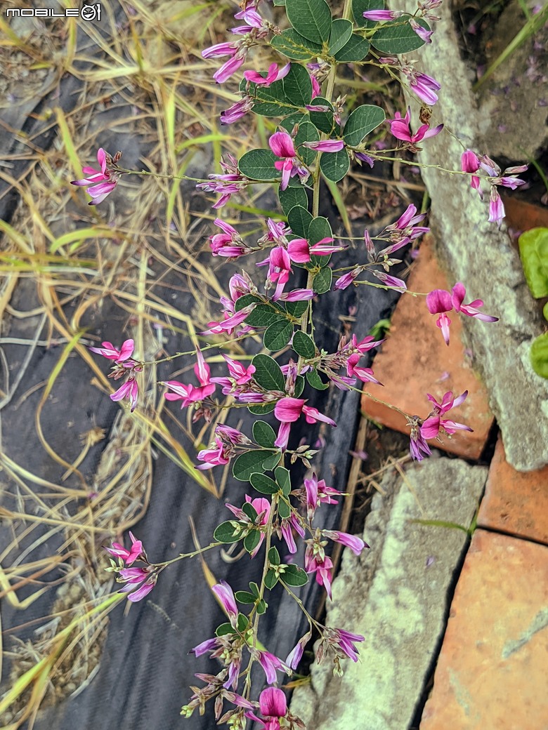 長筒黃梔花+胡枝子.... 台南市歸仁區七甲花卉區 10/26