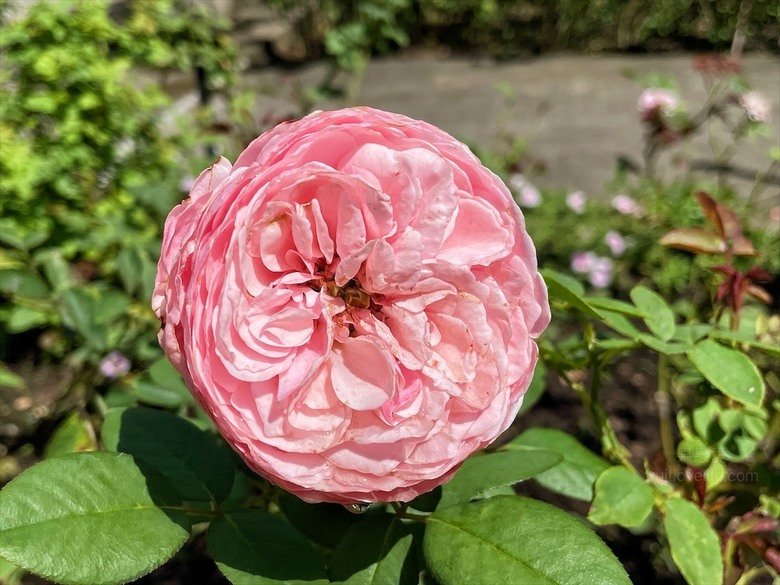 點我看大圖 七里香玫瑰森林花園,一年四季都有不同的風情,走走步道呼吸芬多精,春秋兩季有玫瑰花海可欣賞