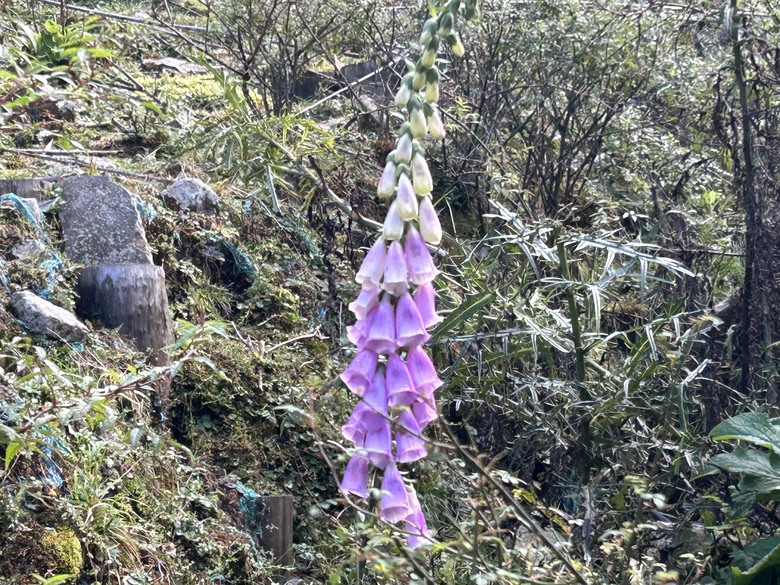 登麟趾山 朝聖台灣之巔玉山