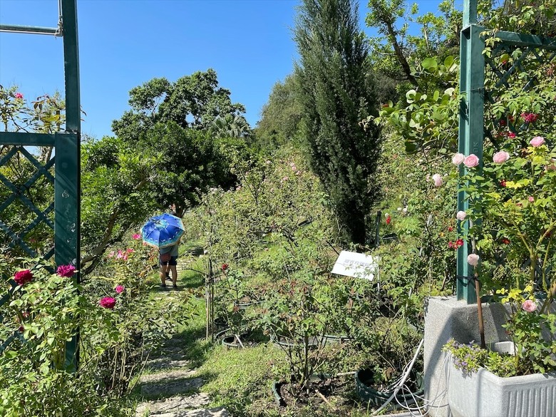 點我看大圖 七里香玫瑰森林花園,一年四季都有不同的風情,走走步道呼吸芬多精,春秋兩季有玫瑰花海可欣賞