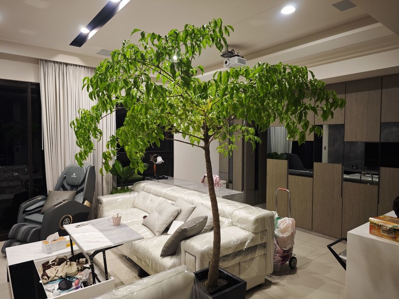幌傘楓 (旺旺樹)放室內 樹葉變金黃 (楊桃色) 怎麼辦呢