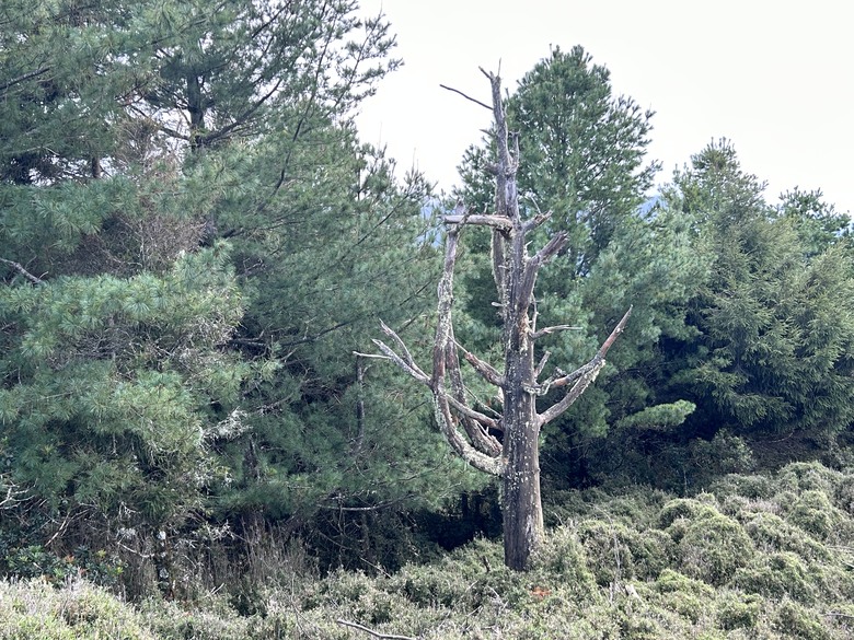 登麟趾山 朝聖台灣之巔玉山
