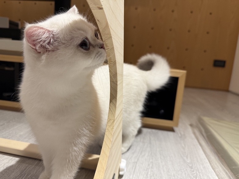 組裝簡單又好看! PETSFIT Modern Style Wood Cat House with Soft Mat 貓屋開箱