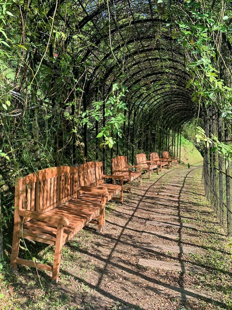 點我看大圖 七里香玫瑰森林花園,一年四季都有不同的風情,走走步道呼吸芬多精,春秋兩季有玫瑰花海可欣賞