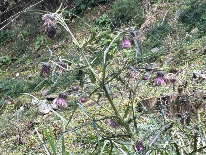 登麟趾山 朝聖台灣之巔玉山