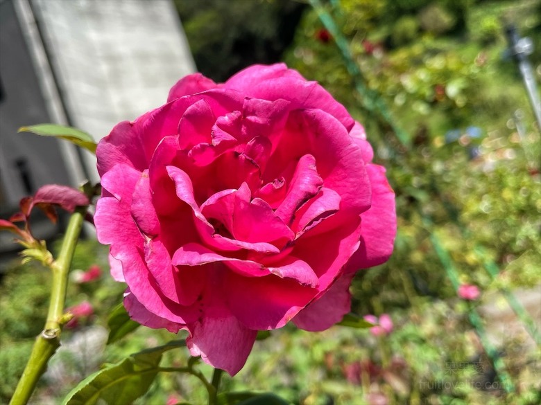 點我看大圖 七里香玫瑰森林花園,一年四季都有不同的風情,走走步道呼吸芬多精,春秋兩季有玫瑰花海可欣賞